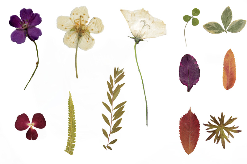 Dried Flowers